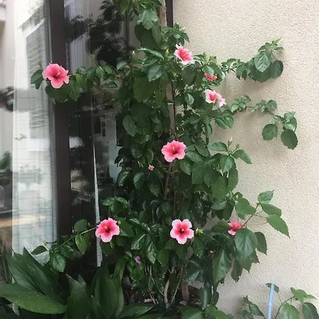 Lägenhet Apartments By The Sea Mirca, Brac - 2886