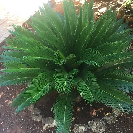 Apartments By The Sea Mirca, Brac - 2886 Mirce