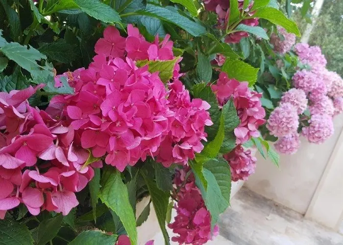 By The Sea Mirca, Brac - 2886 Appartement